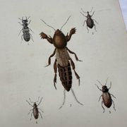 Gravure naturaliste ancienne planche botanique insecte papillon