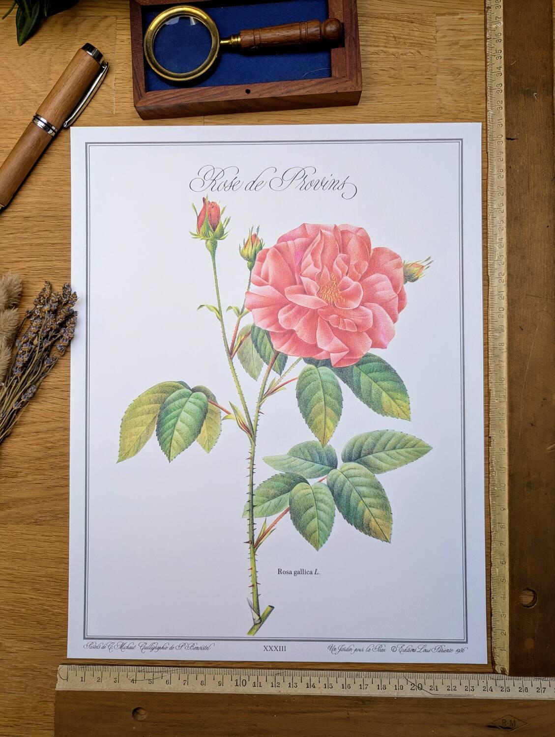 Botanical plate Rose of Provins