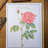 Botanical plate Rose of Provins