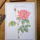 Botanical plate Rose of Provins