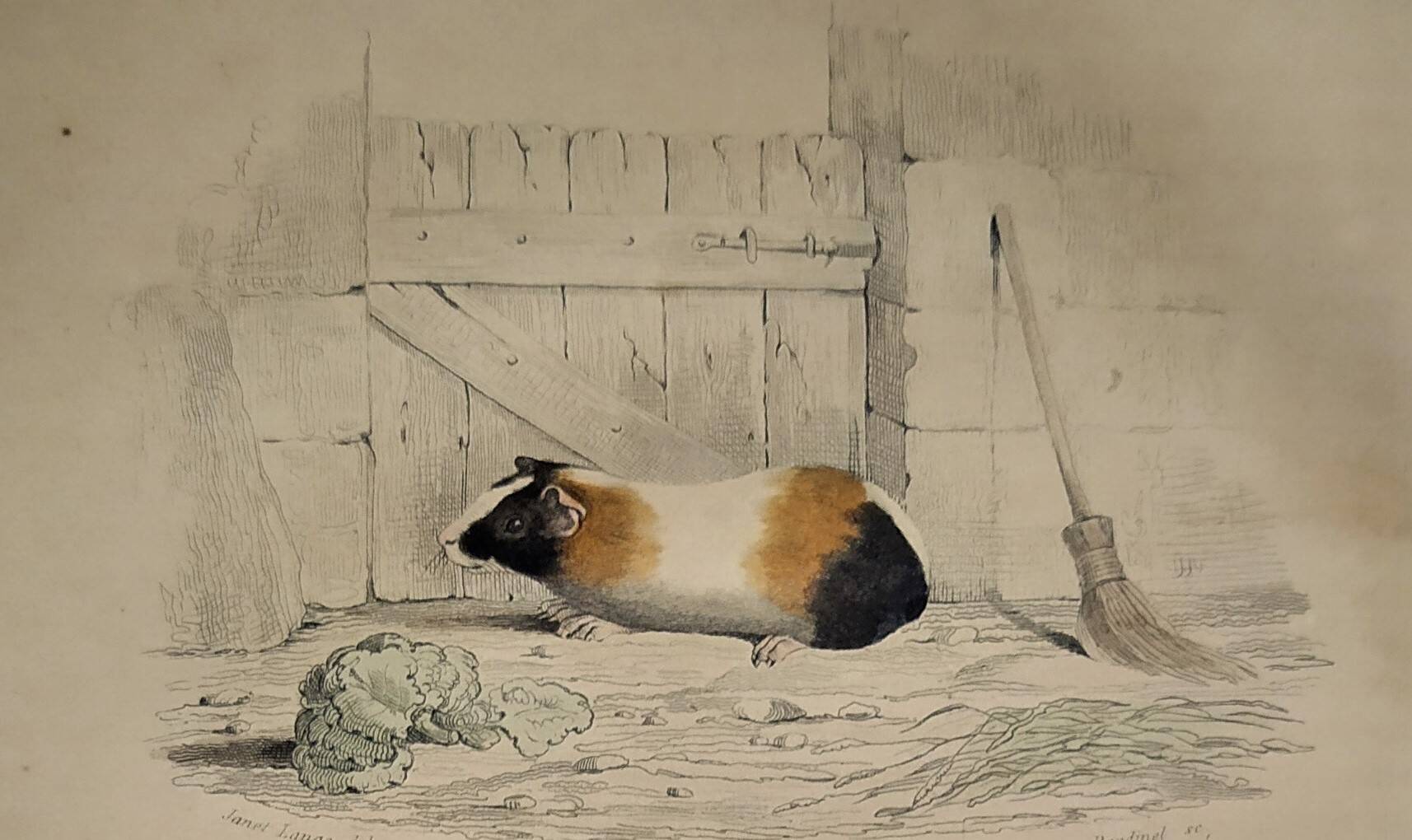 Original Zoological Plate "Guinea Pig, Mole,... - Buffon 1836