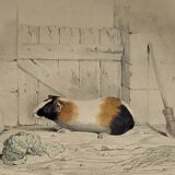 Original Zoological Plate "Guinea Pig, Mole,... - Buffon 1836