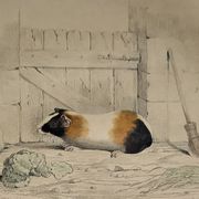 Original Zoological Plate "Guinea Pig, Mole,... - Buffon 1836