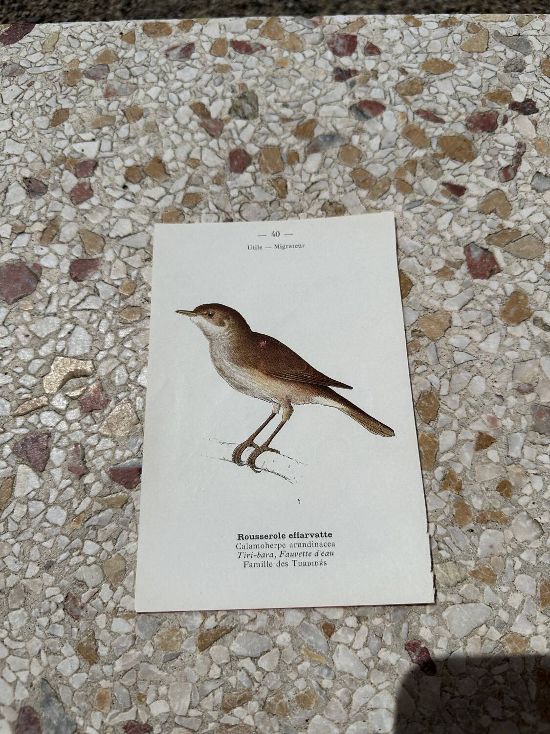 Gravure botanique ancienne planche naturaliste oiseaux 1903