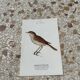 Gravure botanique ancienne planche naturaliste oiseaux 1903