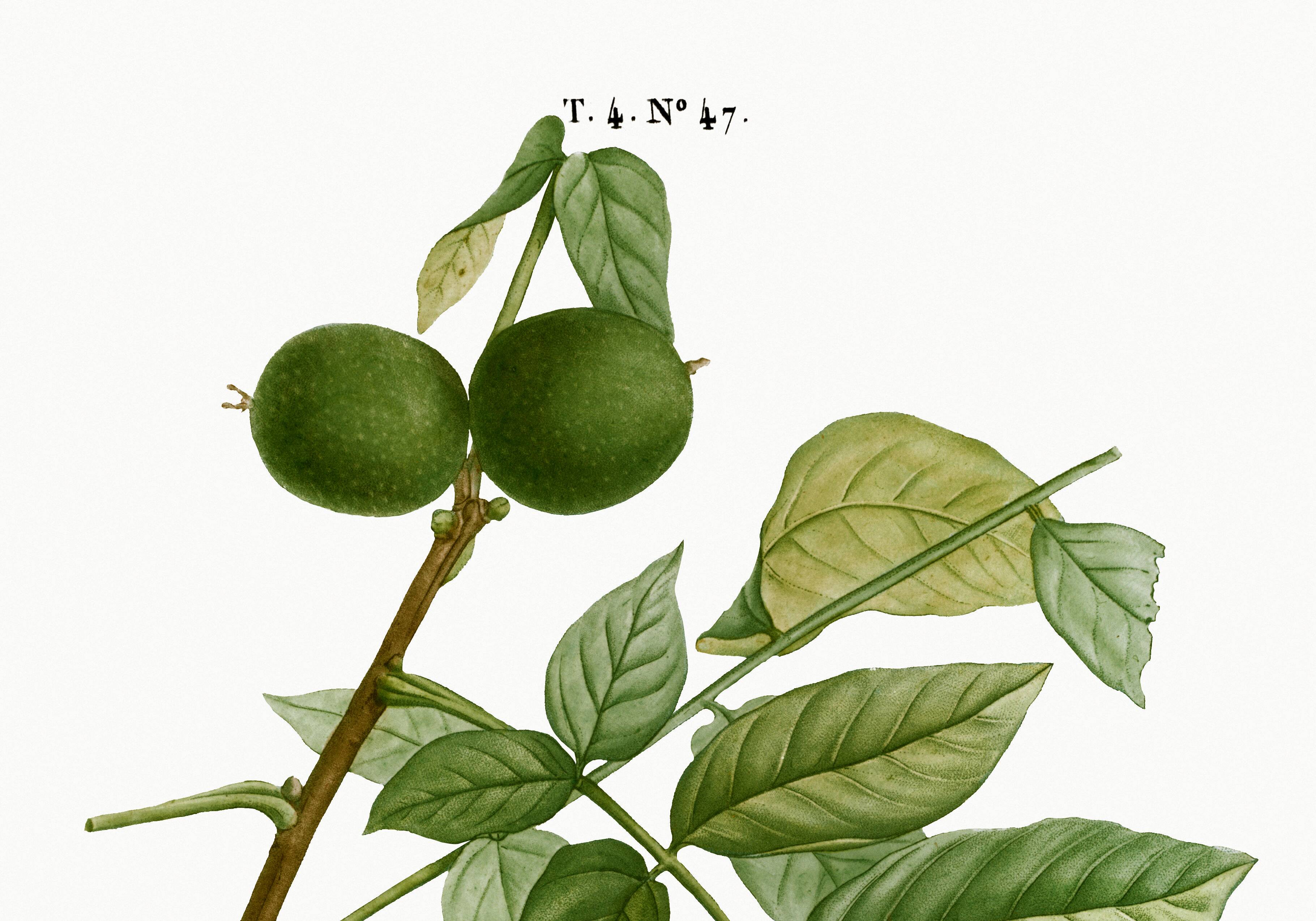 Botanical poster about the walnut tree, based on an old engraving from 1802