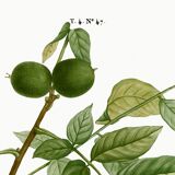 Botanical poster about the walnut tree, based on an old engraving from 1802