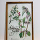Cadre herbier de pharmacie