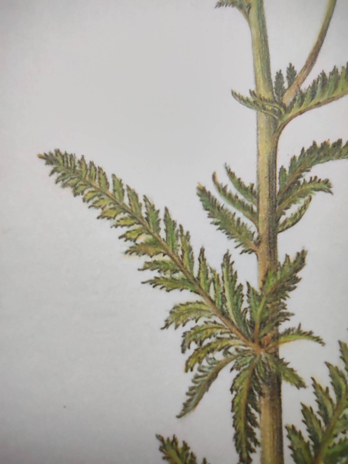 Gravure botanique - Millefeuille