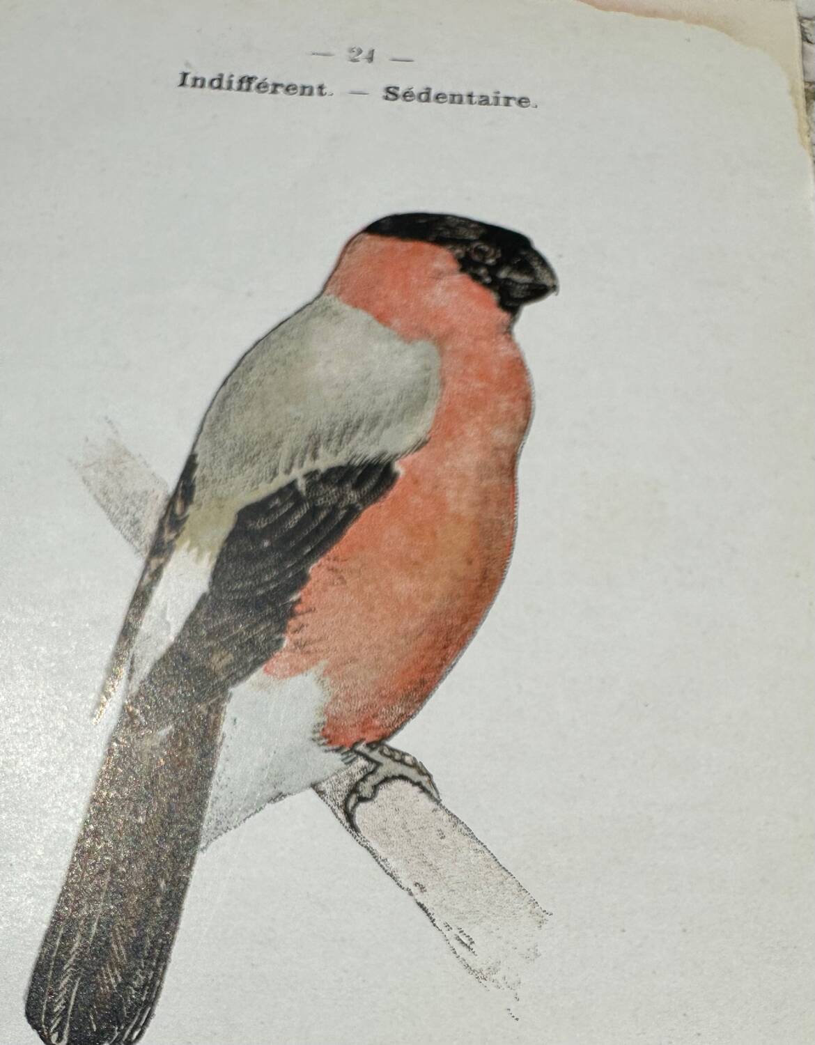 Planche botanique gravure naturaliste oiseaux ancien 1903