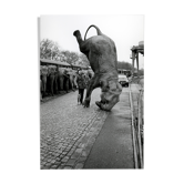 Elephant sur la tête