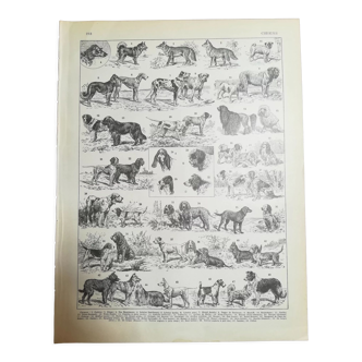 Lithograph on dogs from 1928