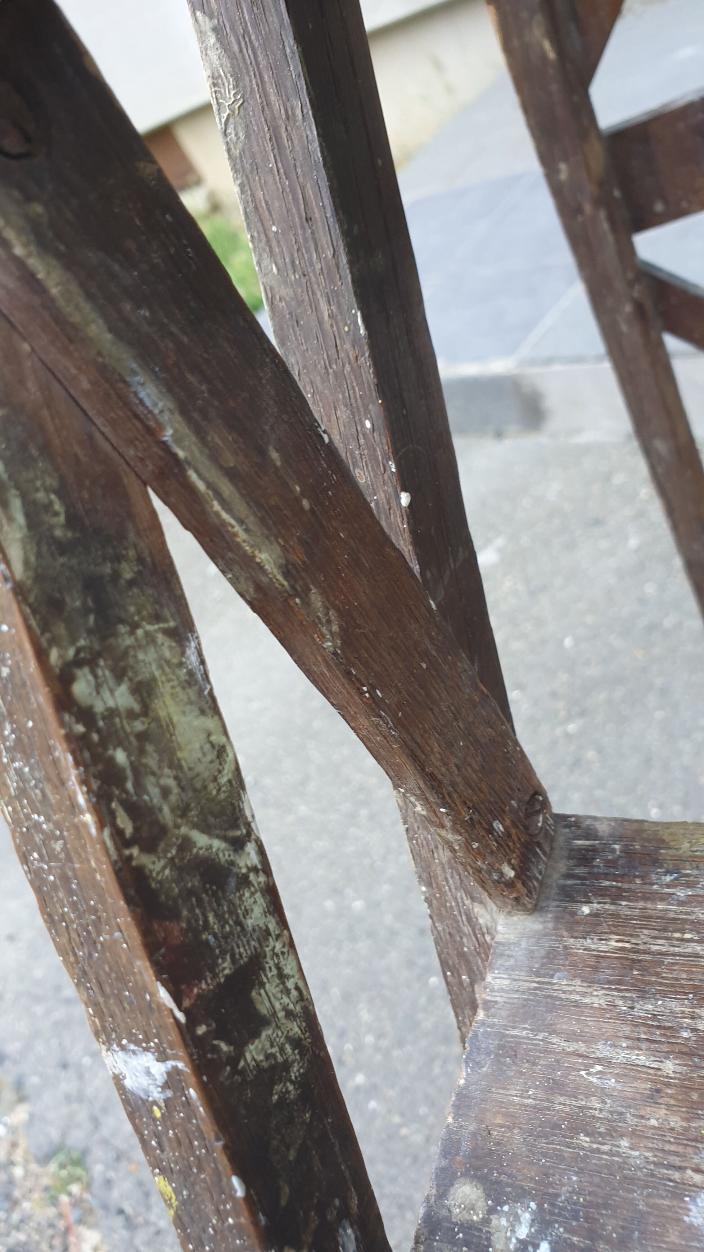 Painter's stepladder in solid beech