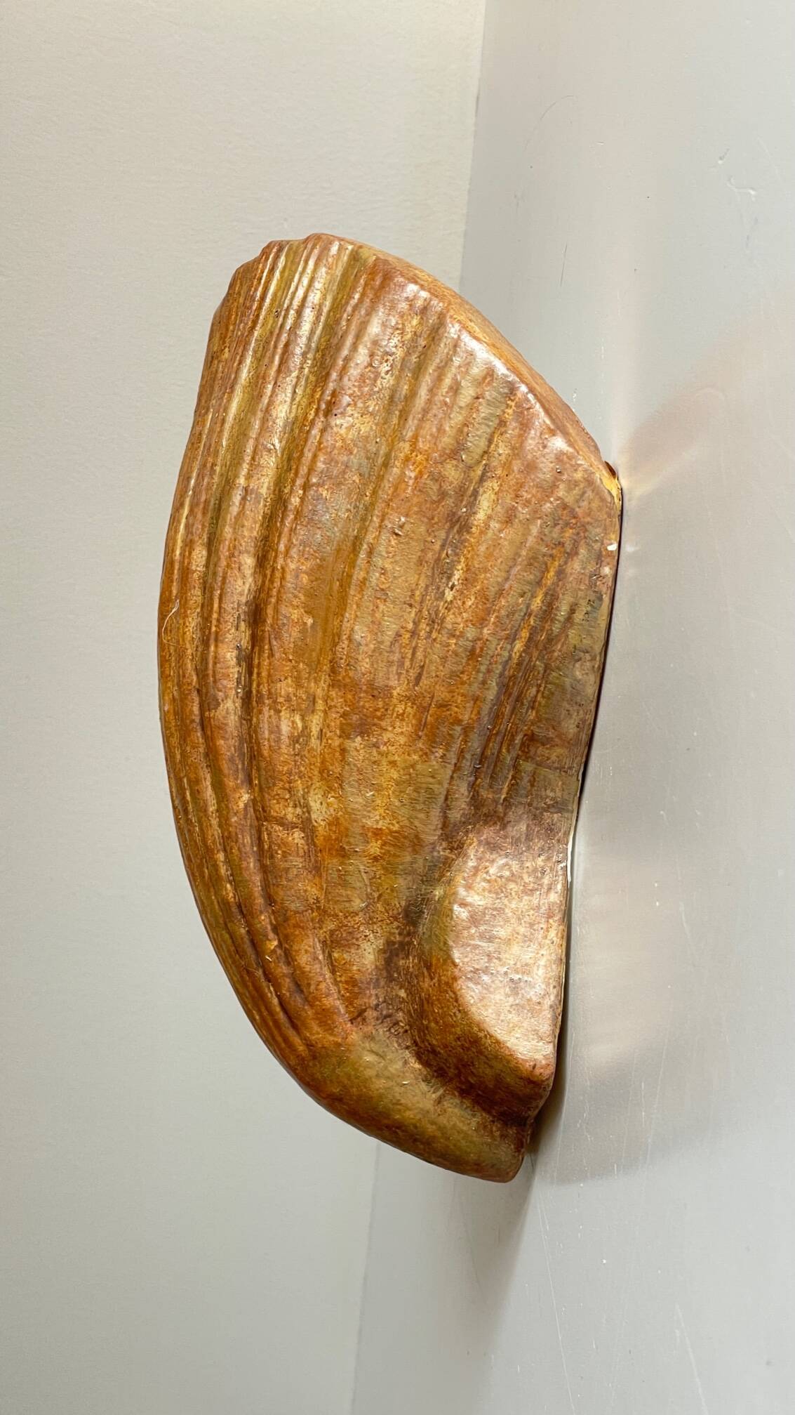 Shell wall enameled by aljezur