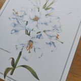 Planche de fleur -Lis Blanc- Illustration de plantes médicinales