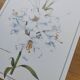 Flower board -White Lily- Illustration of medicinal plants