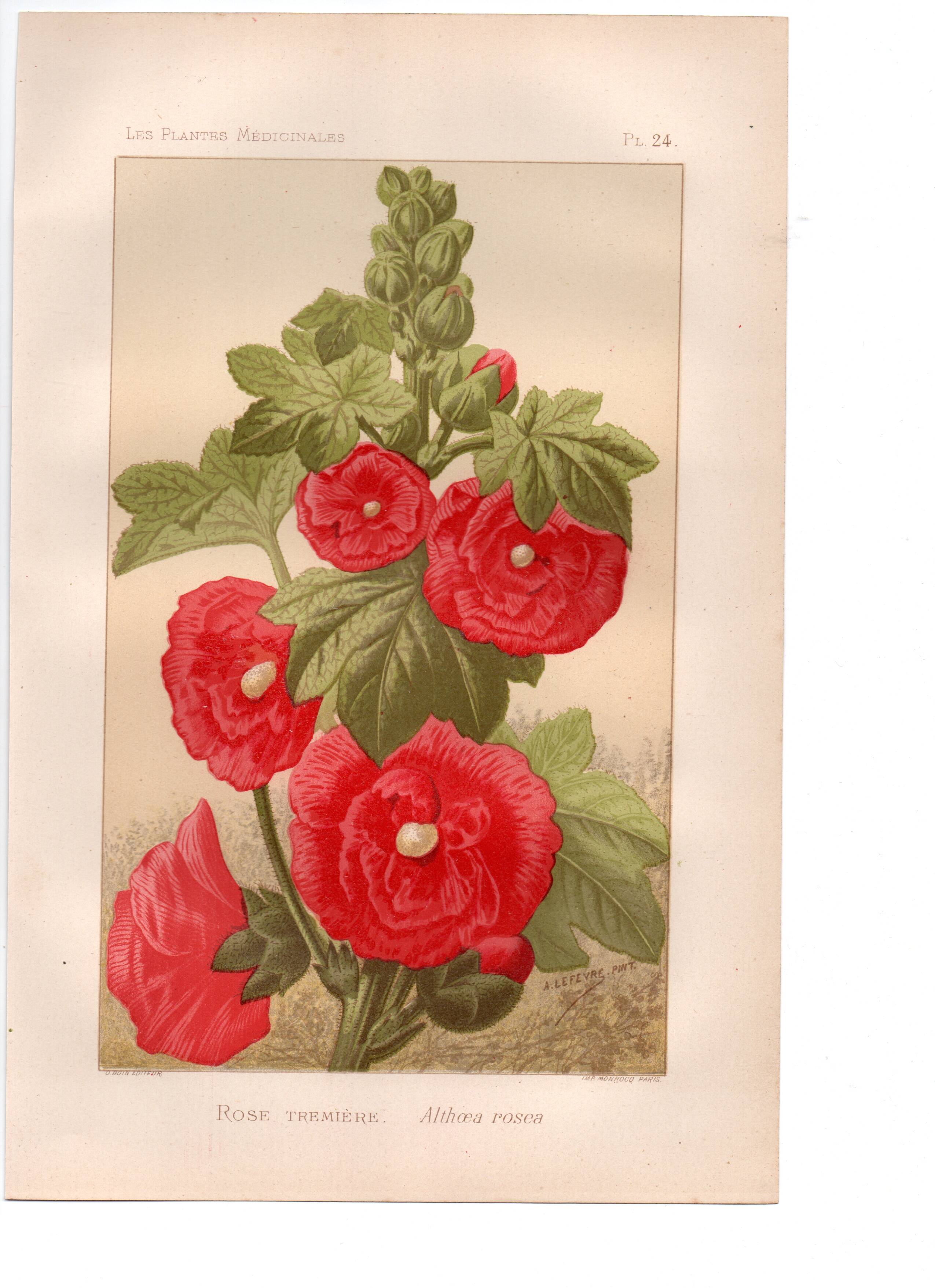 Old engraving from 1889 - Hollyhock. Red floral lithograph.