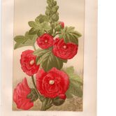 Gravure ancienne de 1889 - Rose trémière. Lithographie florale rouge fleur