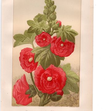 Old engraving from 1889 - Hollyhock. Red floral lithograph.