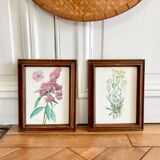 Pair of framed botanical posters