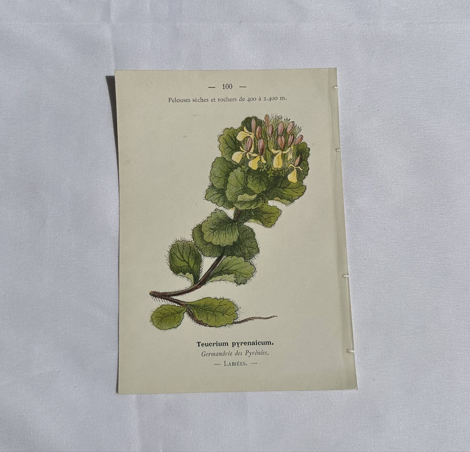 Gravure Botanique Ancienne XIXe – Lithographies Naturalistes  Fleurs &