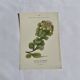 Gravure Botanique Ancienne XIXe – Lithographies Naturalistes  Fleurs &