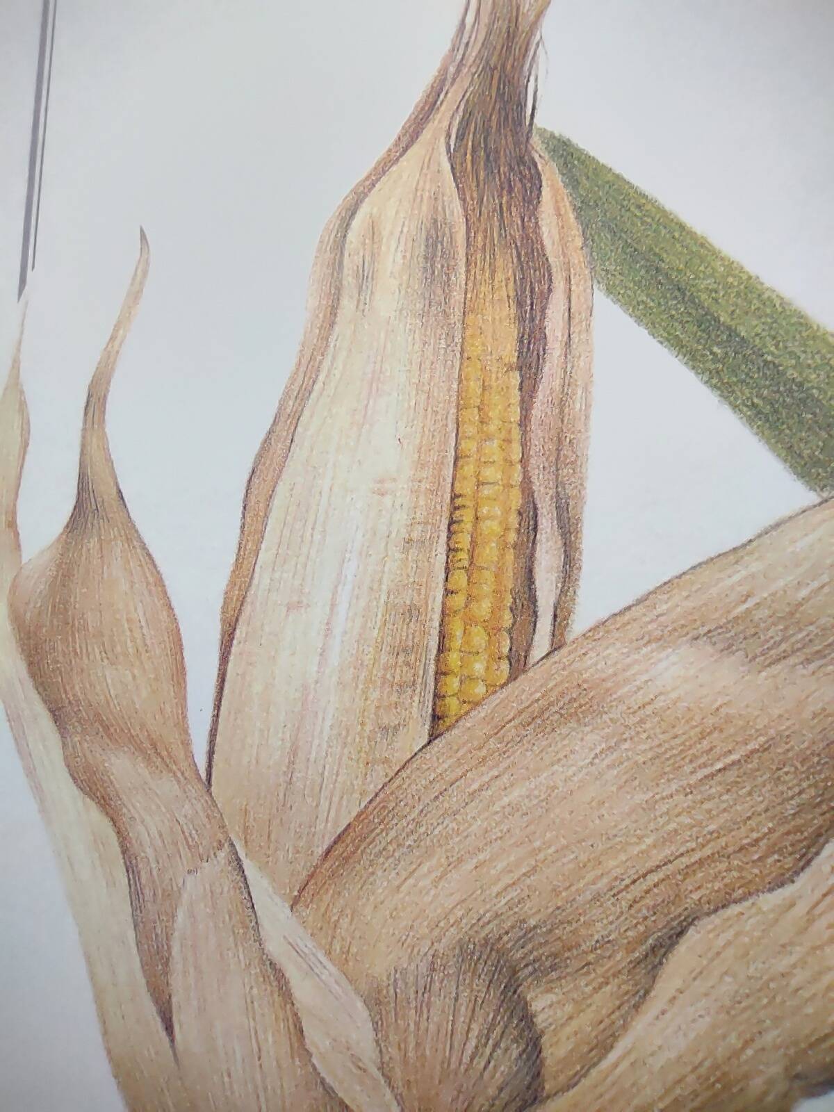 Botanical engraving -Corn- Poster of medicinal plants and herbs by Michaut