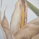 Botanical engraving -Corn- Poster of medicinal plants and herbs by Michaut