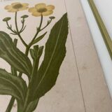 Botanical plate