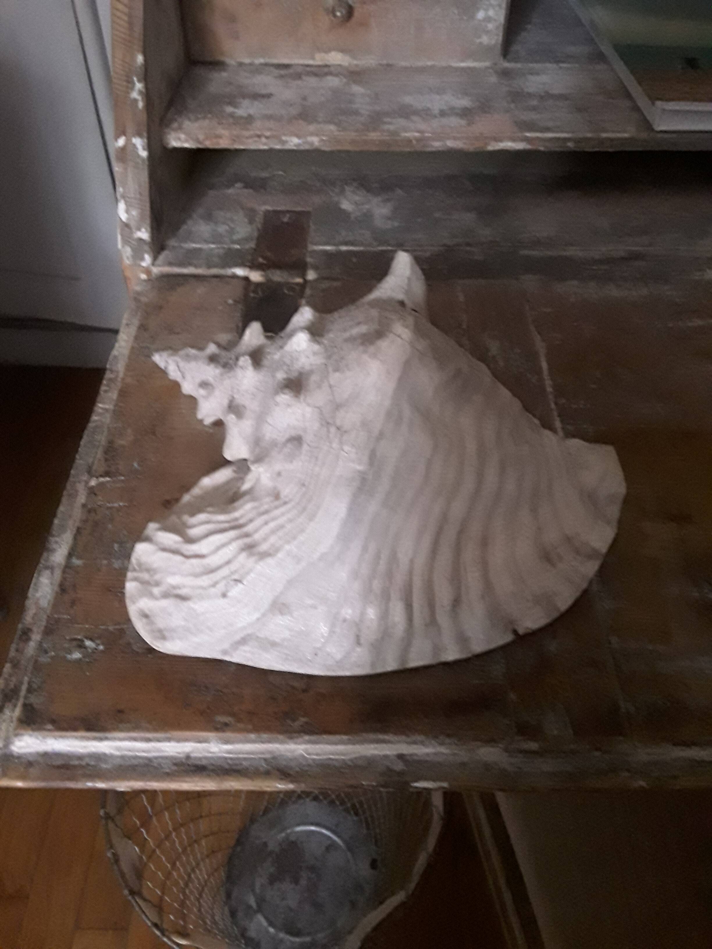 Very beautiful pinkish interior seashell.