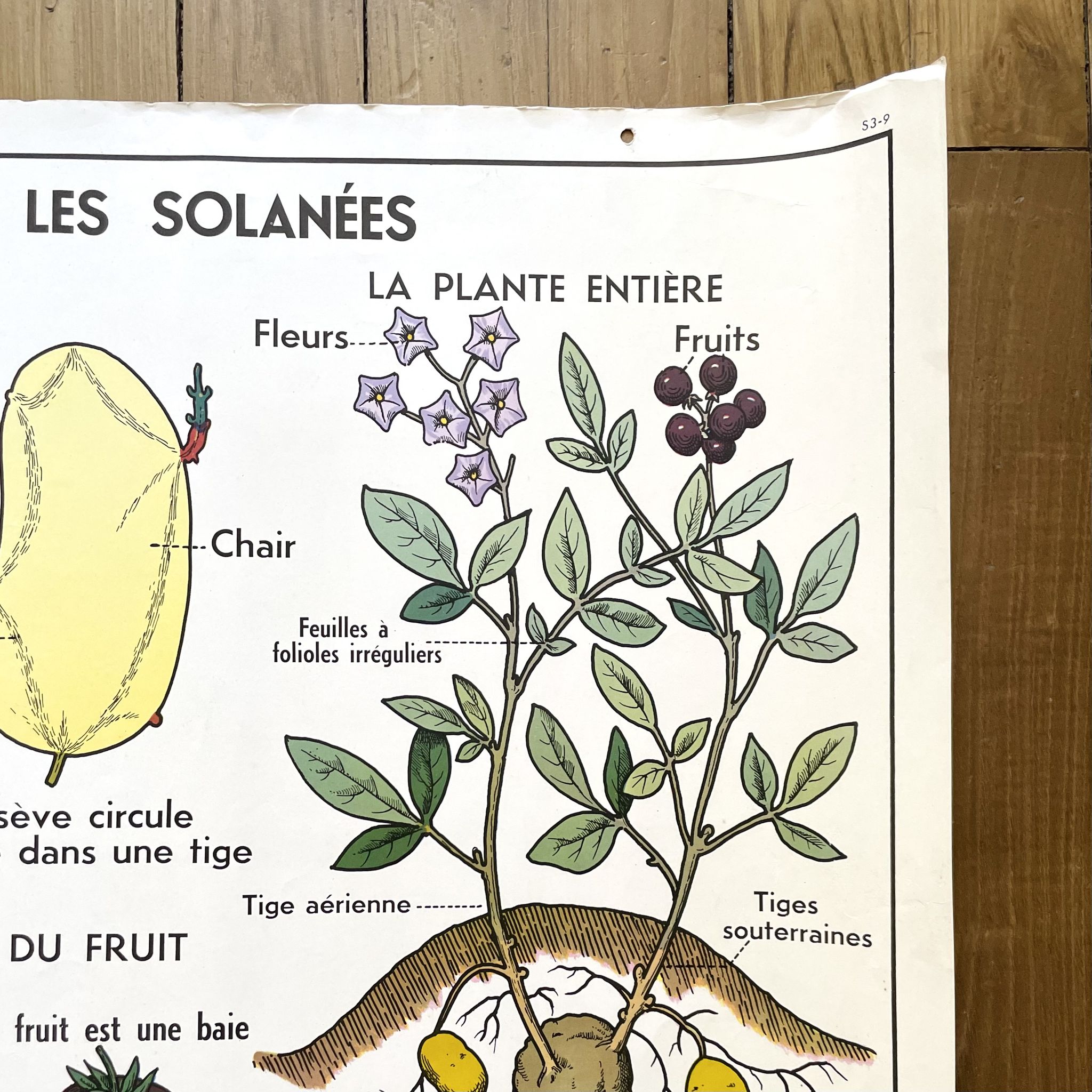 School poster primulaceae, labiae/potato, solanées