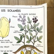 School poster primulaceae, labiae/potato, solanées