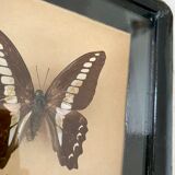 Frame of stuffed butterflies