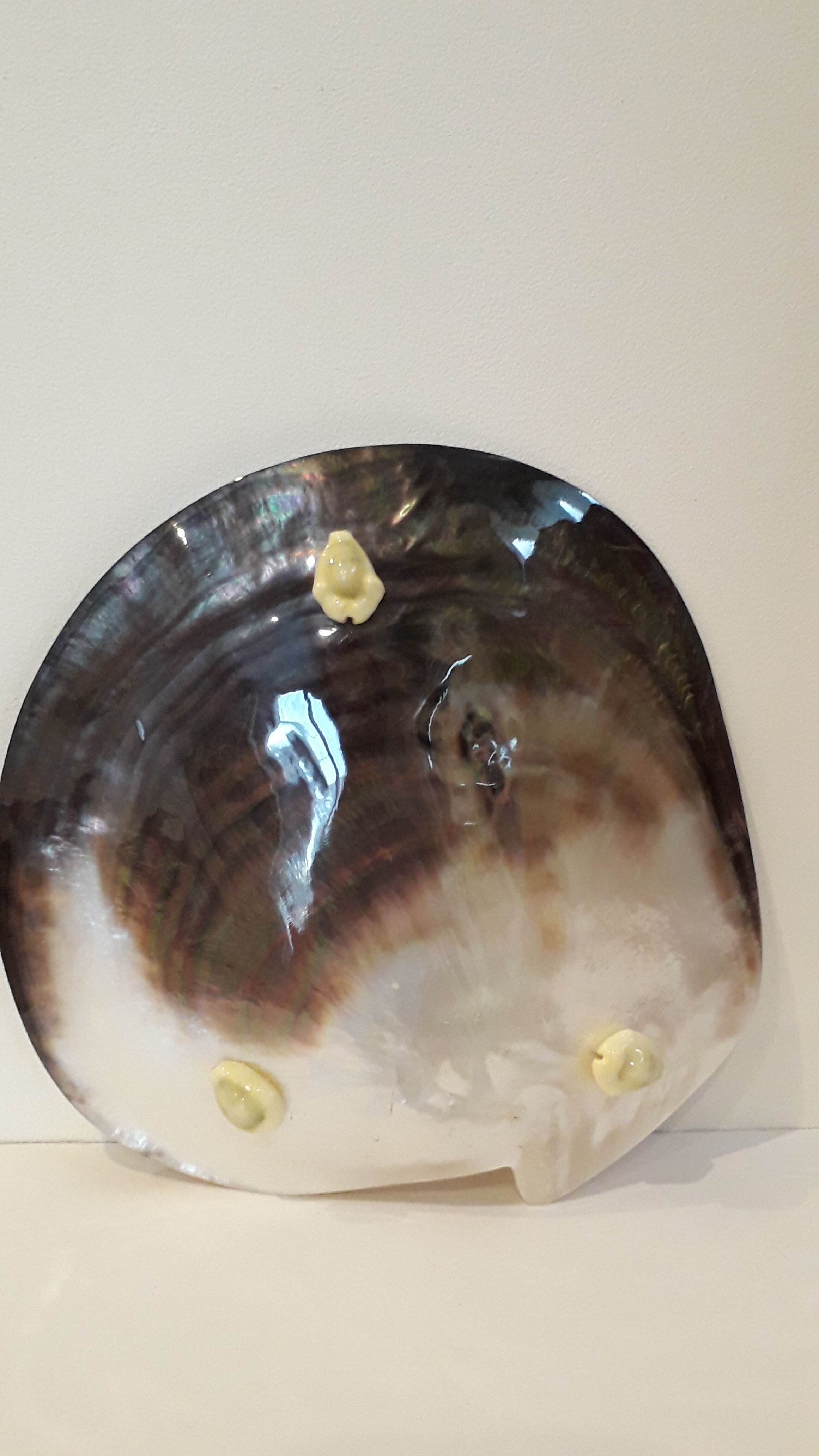 Empty pocket pearly shell