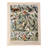 Lithograph on birds (parrot) - 1900