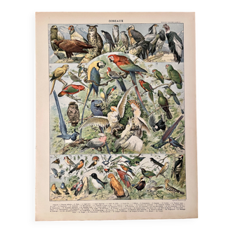 Lithograph on birds (parrot) - 1900