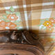 Louis XV headboard