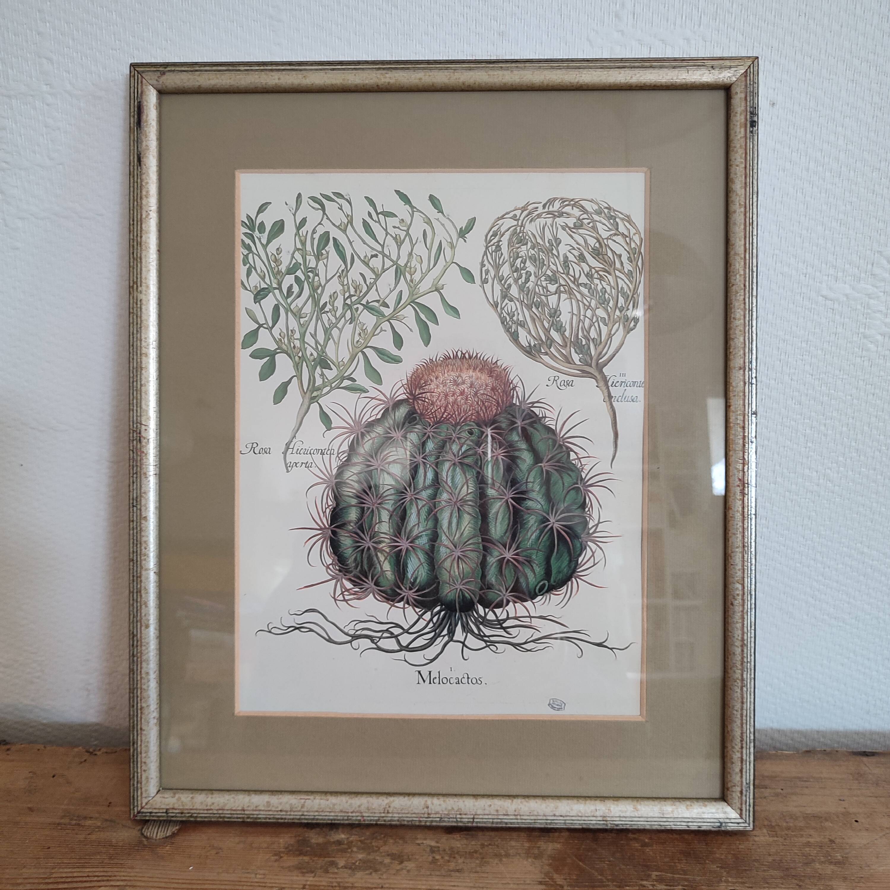 Illustration botanique