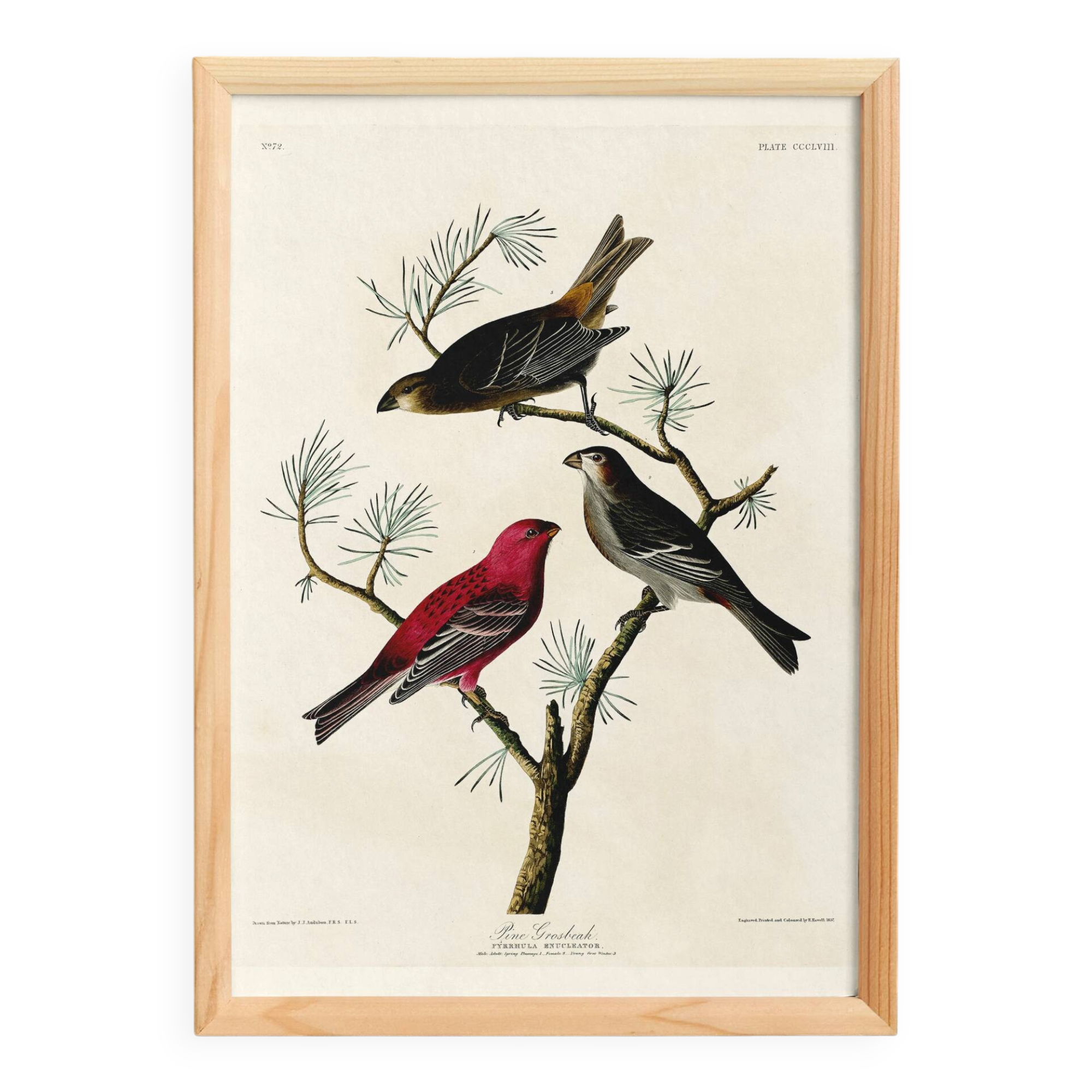 Poster about the Pine Durbec, based on an old engraving from 1827.