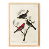 Poster about the Pine Durbec, based on an old engraving from 1827.