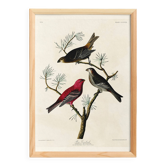 Poster about the Pine Durbec, based on an old engraving from 1827.