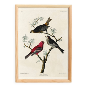 Poster about the Pine Durbec, based on an old engraving from 1827.