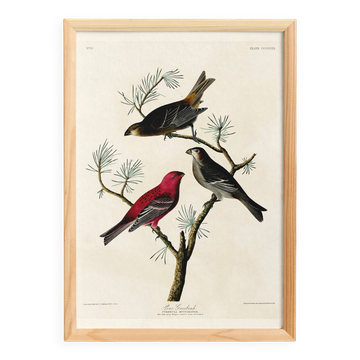 Poster about the Pine Durbec, based on an old engraving from 1827.