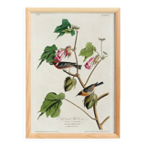 Poster about the Western Wheatear, based on an old engraving from 1827.