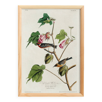 Affiche sur le Traquet fauve, d’après une gravure ancienne de 1827.