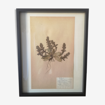 Old Swedish herbarium board framed