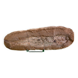 poisson fossile entier