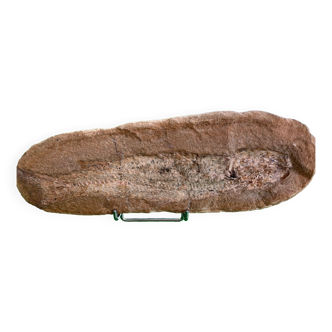 Whole fossil fish