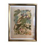 Botanical plate