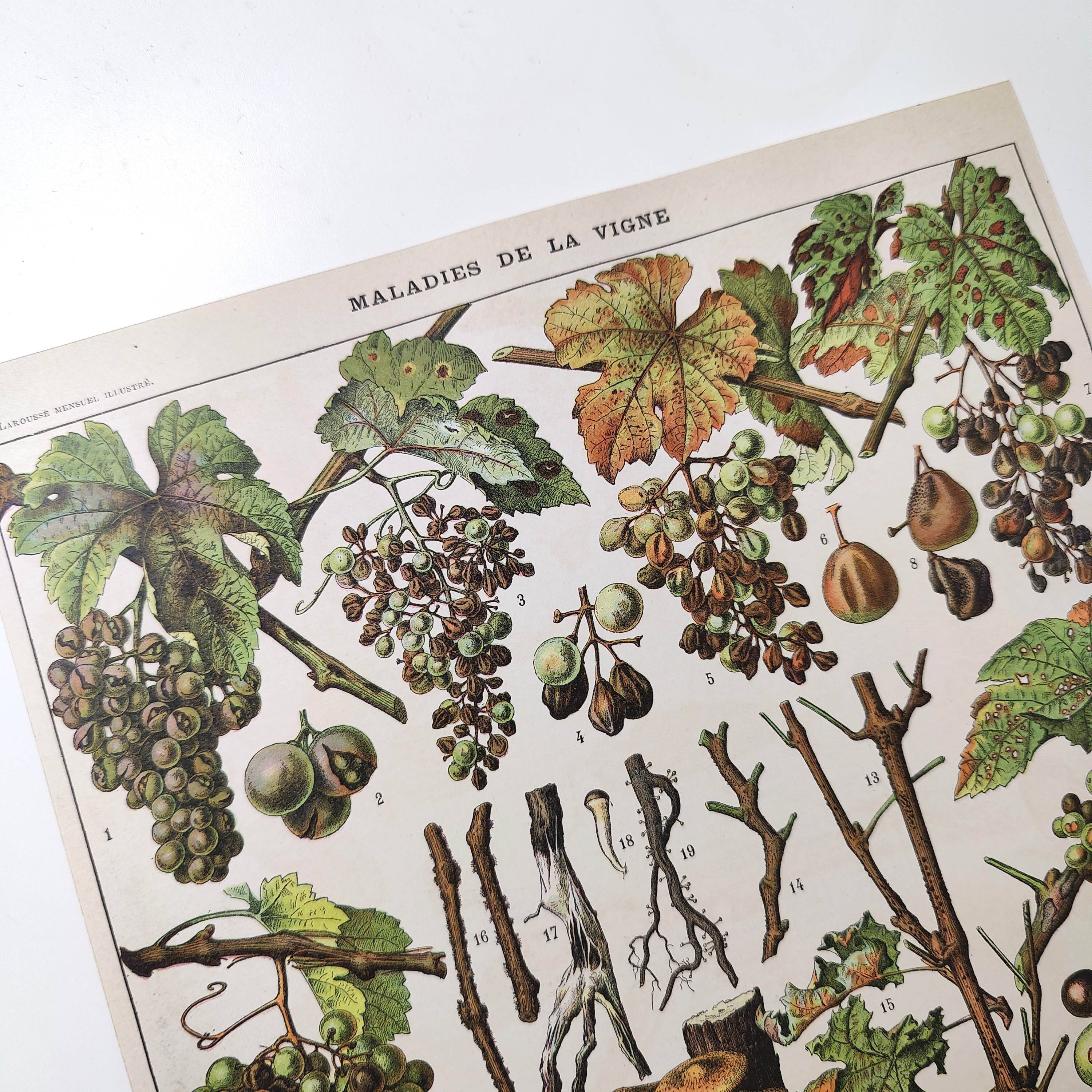 Lot of two lithographed plates on vine diseases 1900